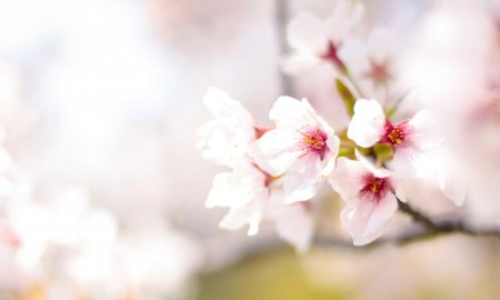 大学の入学式